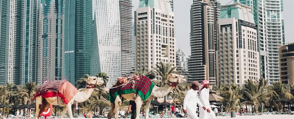 Camelos, praia, dubai