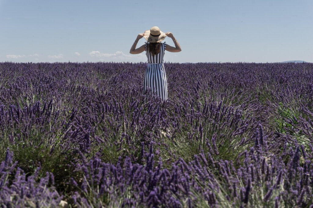 Lavandas, provença, França;