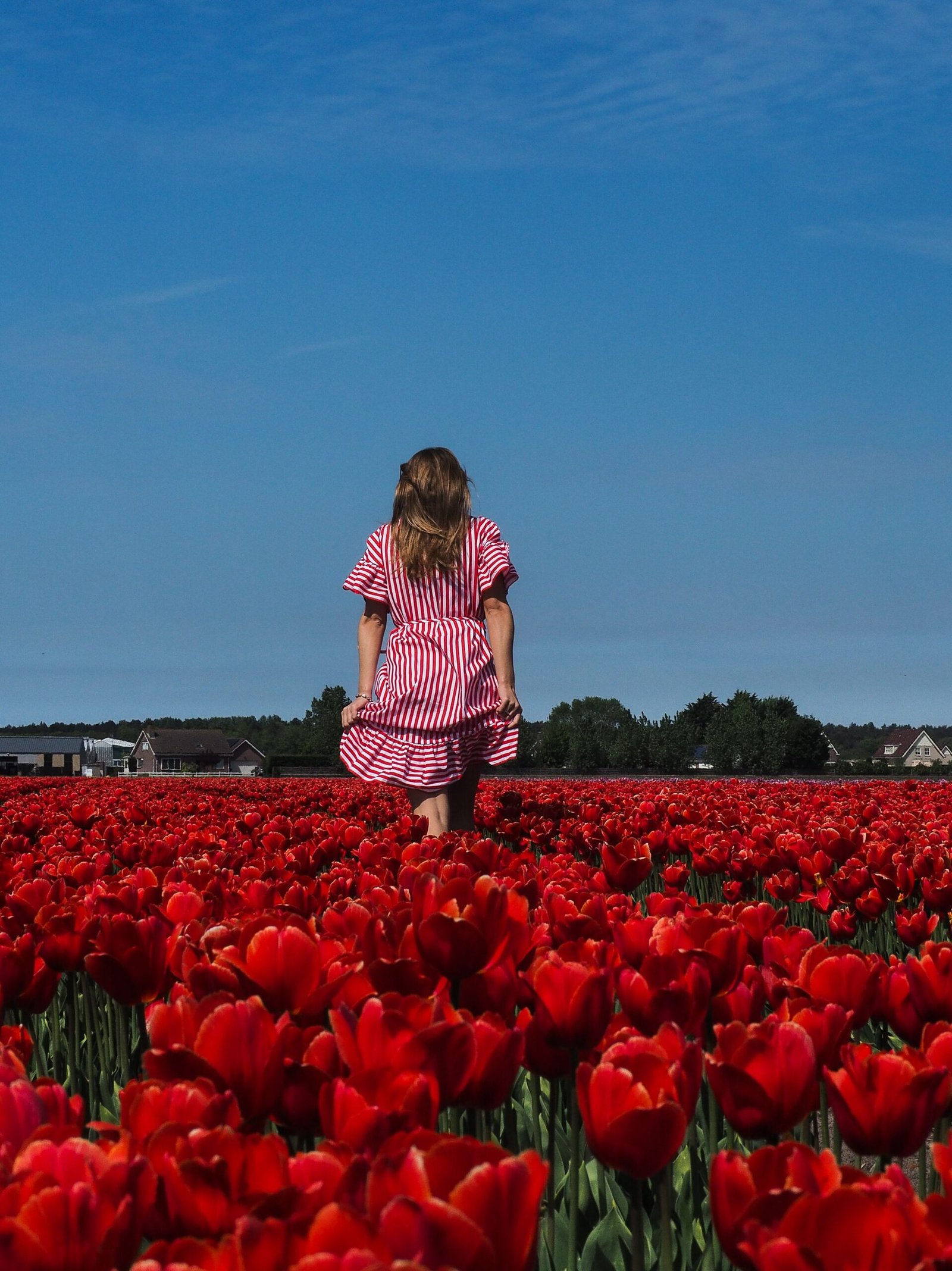 Campo de tulipas perto de Amsterdã