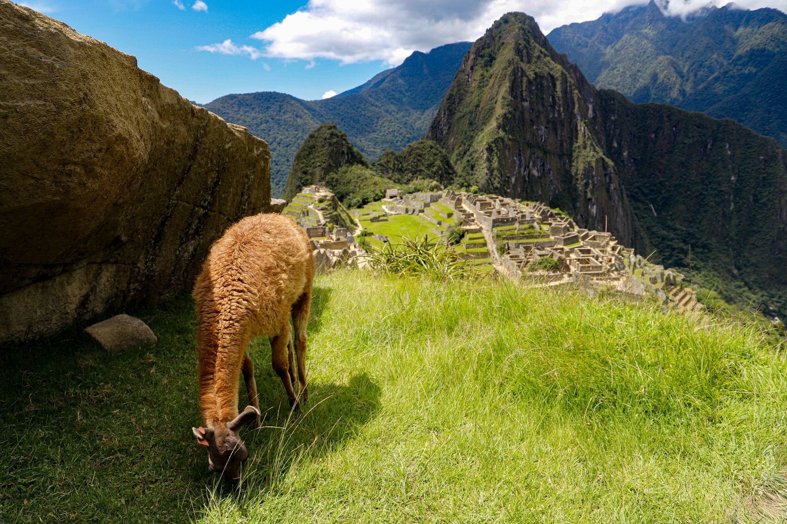 Lama paissant dans les ruines de Machu Picchu avec les Andes en arrière-plan