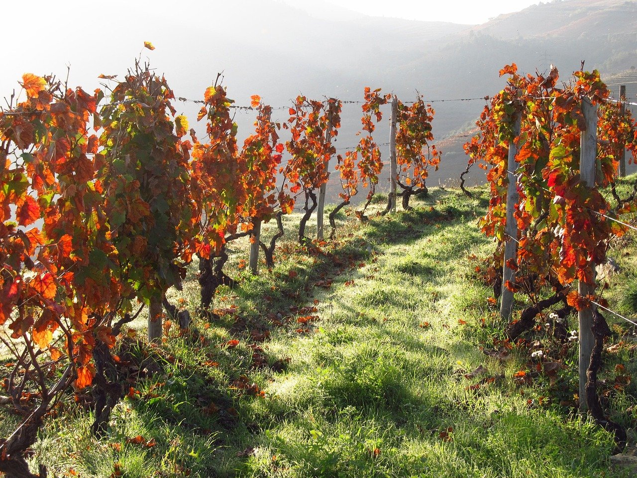 Vale do Douro com socalcos de vinhas em Portugal