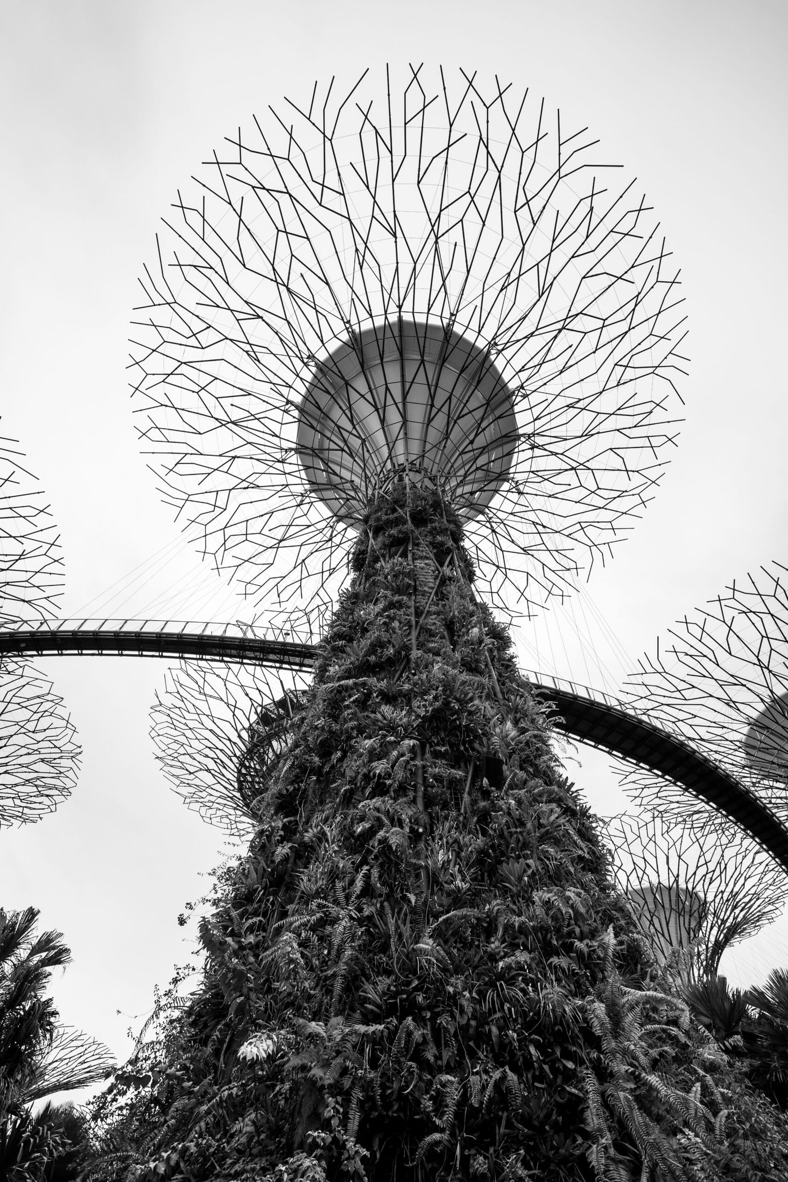 Supertree Grove no Gardens by the Bay