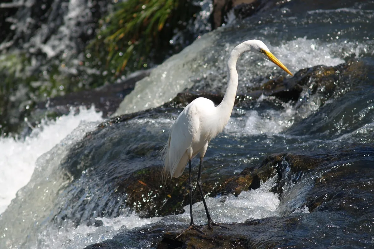 Ave em Foz do Iguaçu