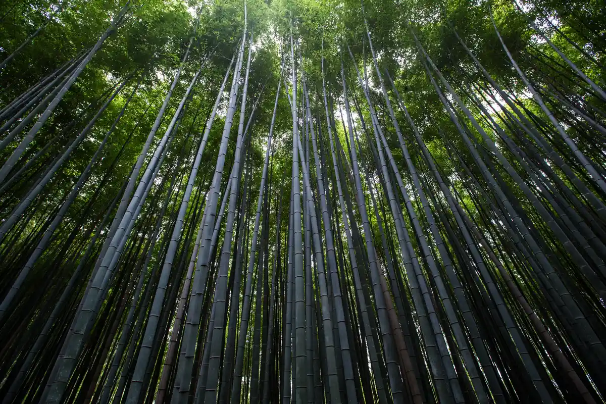 Bambuzal de Arashiyama visto de baixo em Kyoto