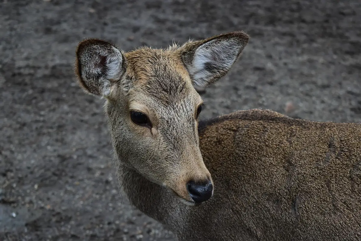 Cervo no Parque de Nara