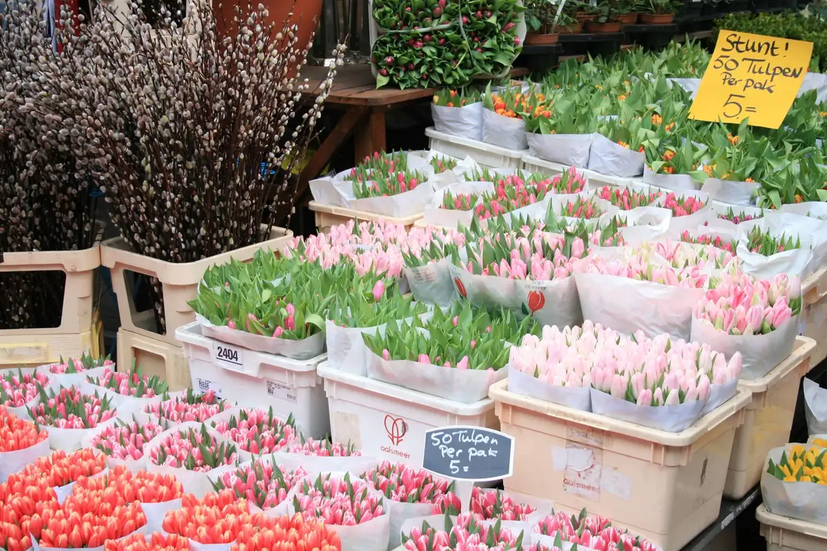 Campo de tulipas coloridas em flor em Keukenhof ou arredores de Amsterdã