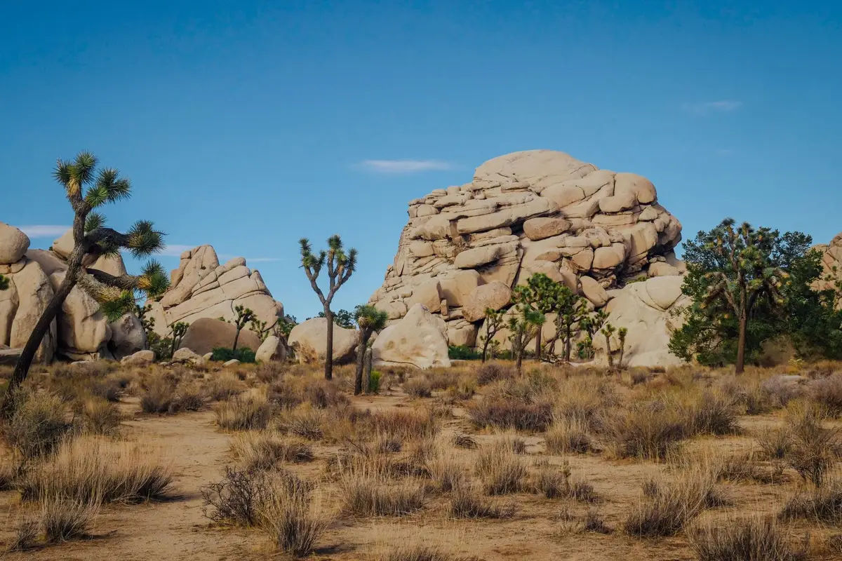 Joshua trees em paisagem árida no deserto da Califórnia