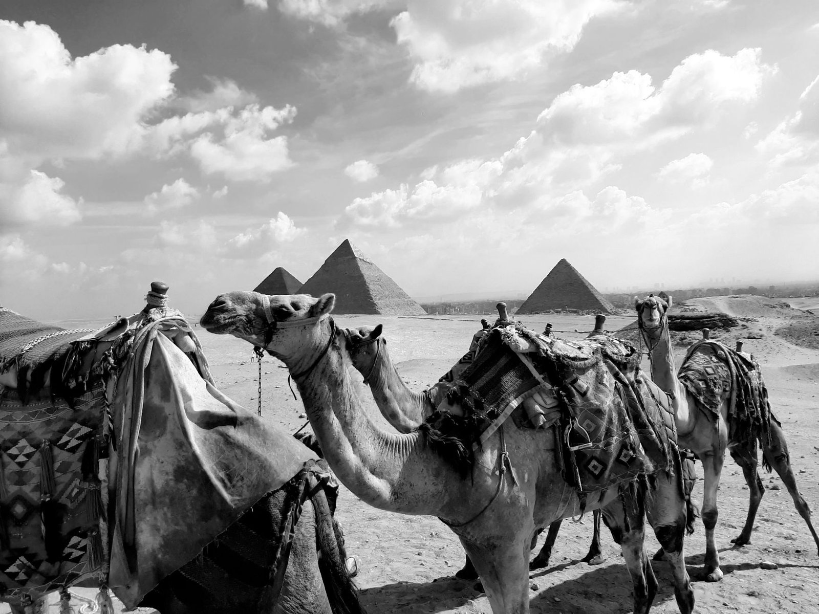Camelos em frente às pirâmides de Gizé no Egito