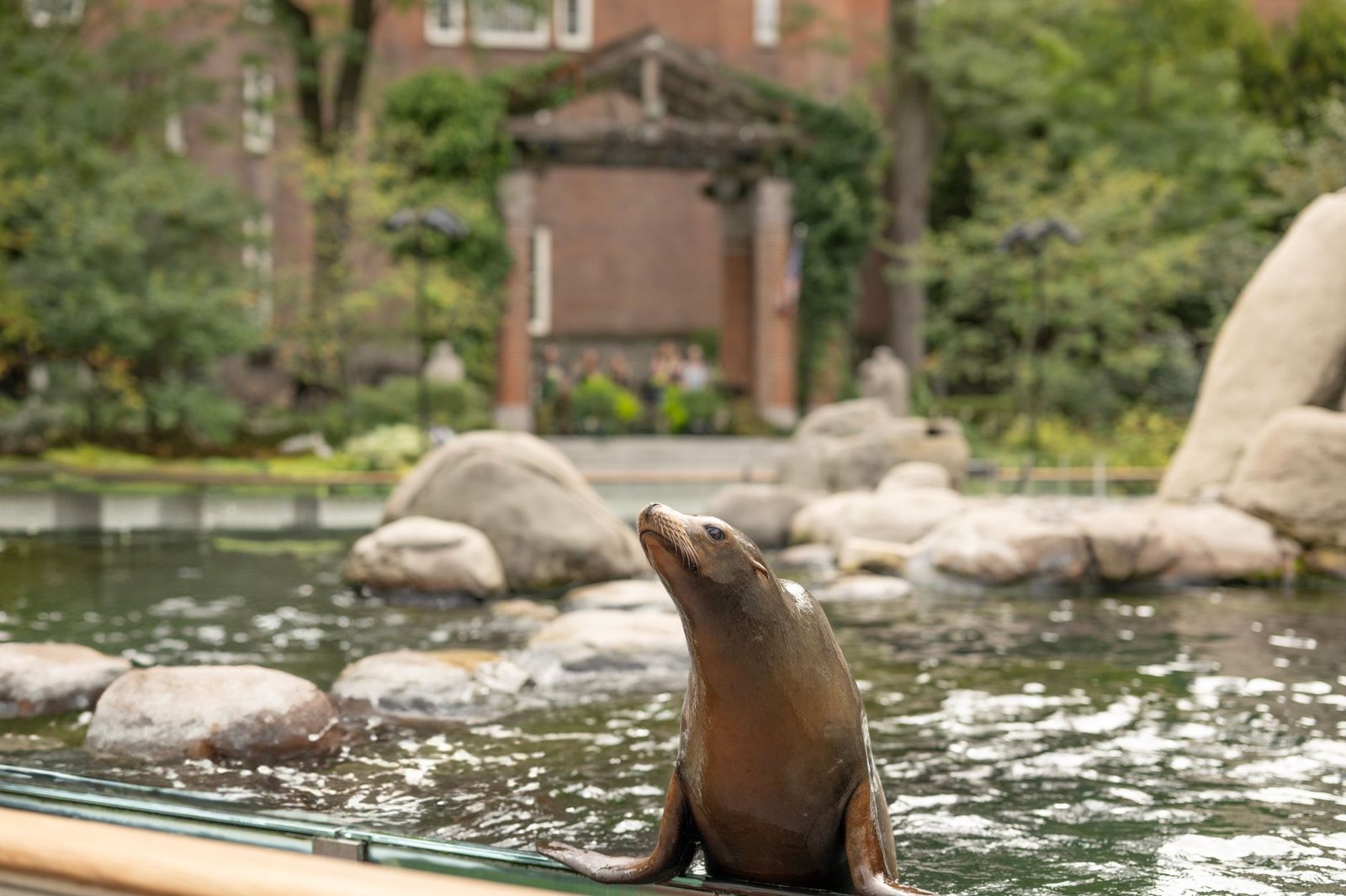Leão-marinho no tanque do Central Park Zoo