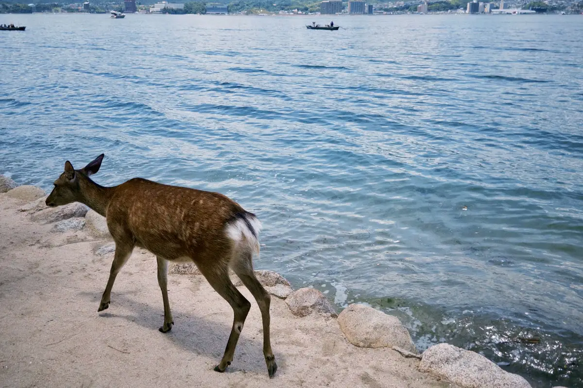 Cervos selvagens na ilha de Miyajima no Japão