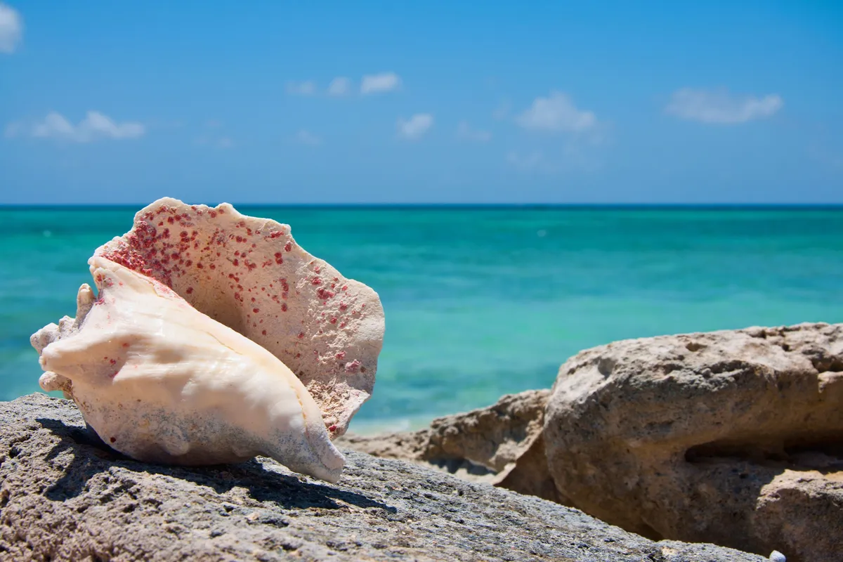 Concha de conch, prato típico das Bahamas, sobre uma rocha à beira-mar