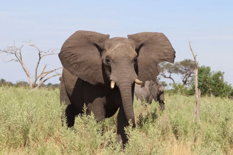 Parque Nacional del Bajo Zambeze: guía completa de safari
