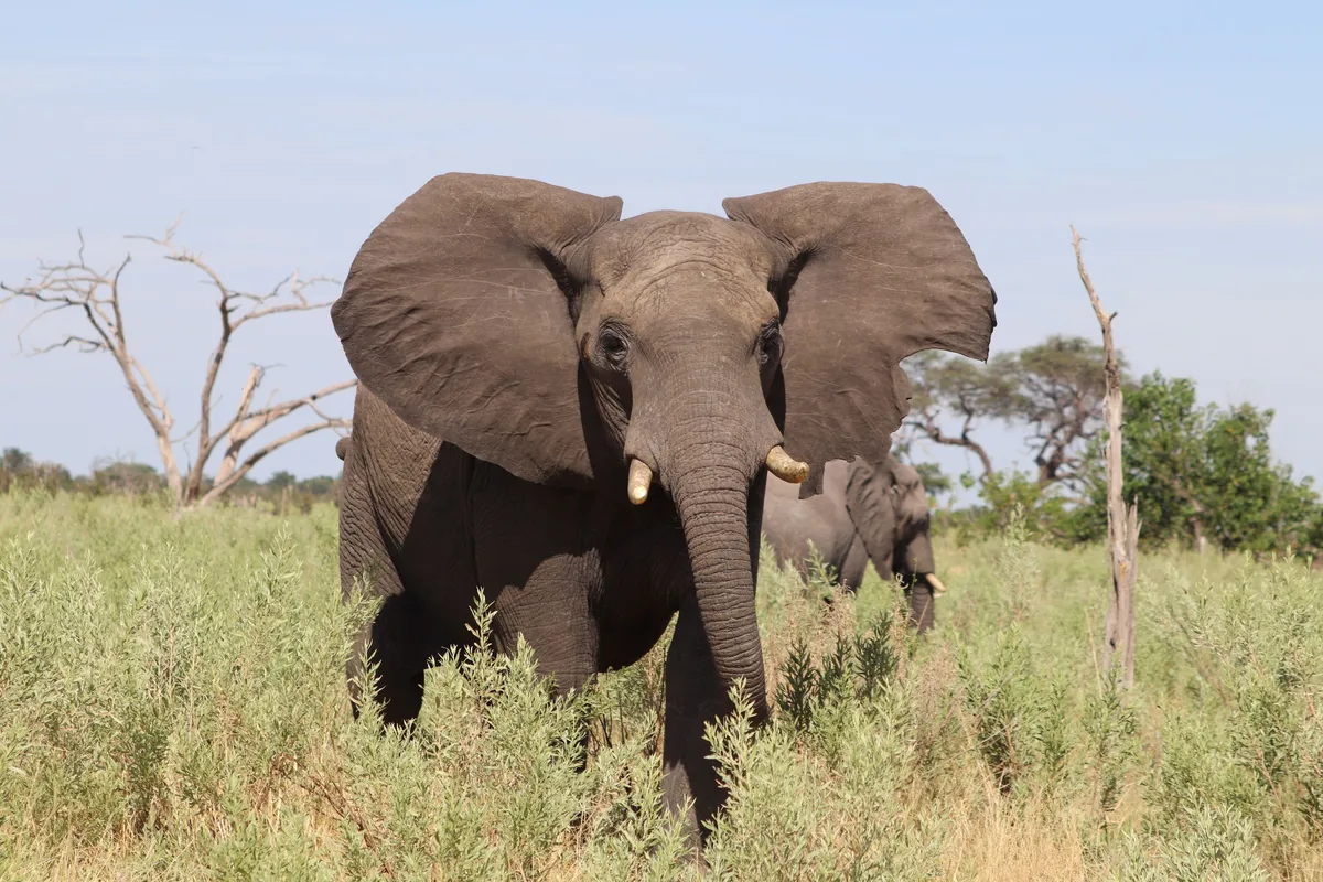 Elefante africano em close no Parque Nacional do Baixo Zambeze