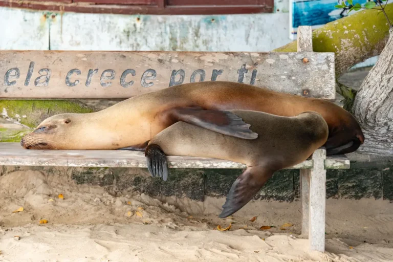 Galápagos en 7 jours : choisir les îles sans perdre de temps