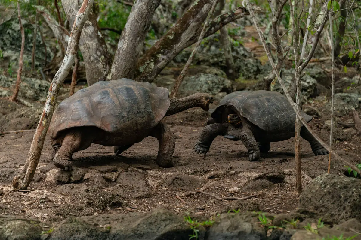 Tartarugas-gigantes entre árvores em Galápagos