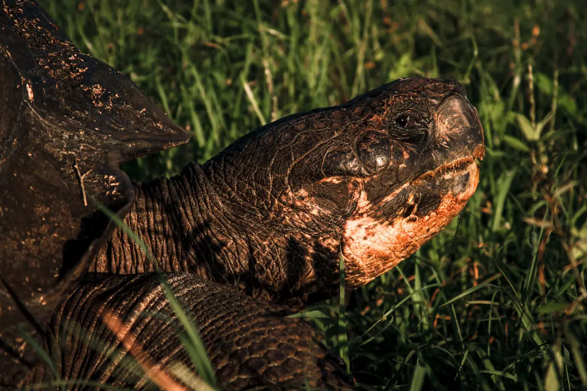 Tartaruga-gigante de Galápagos sob a luz do sol