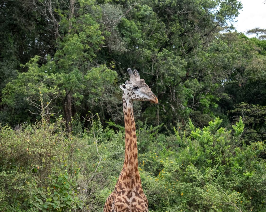 Girafa caminhando no Parque Nacional de Nairobi com prédio ao fundo