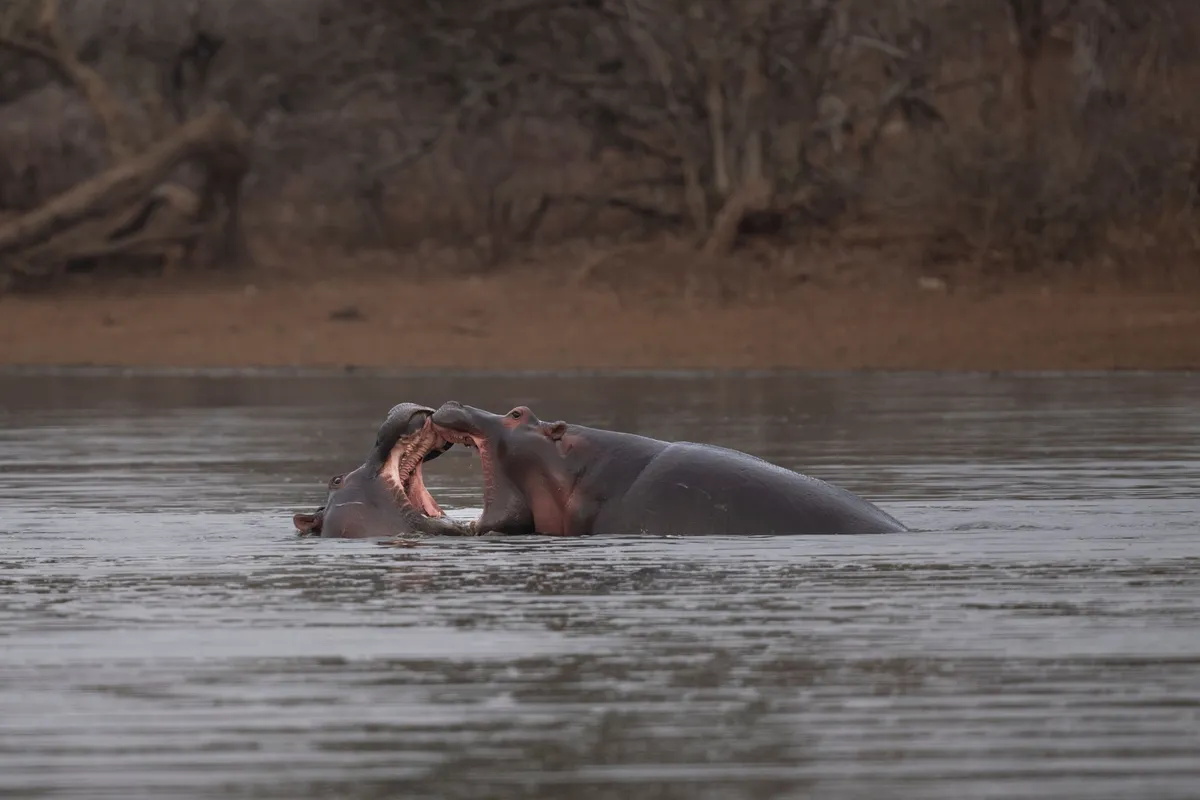Hipopotamos boiando nas aguas do rio Zambeze durante safari de barco