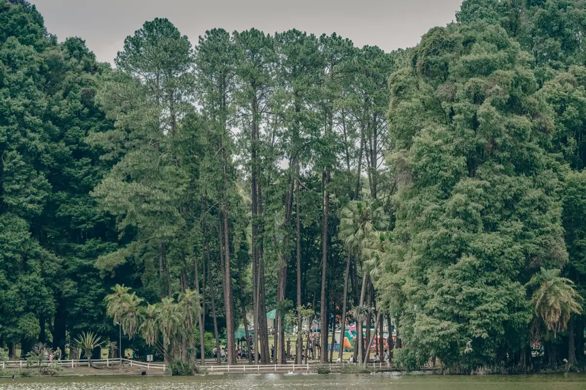 Bosque e área sombreada do Parque Ibirapuera em São Paulo