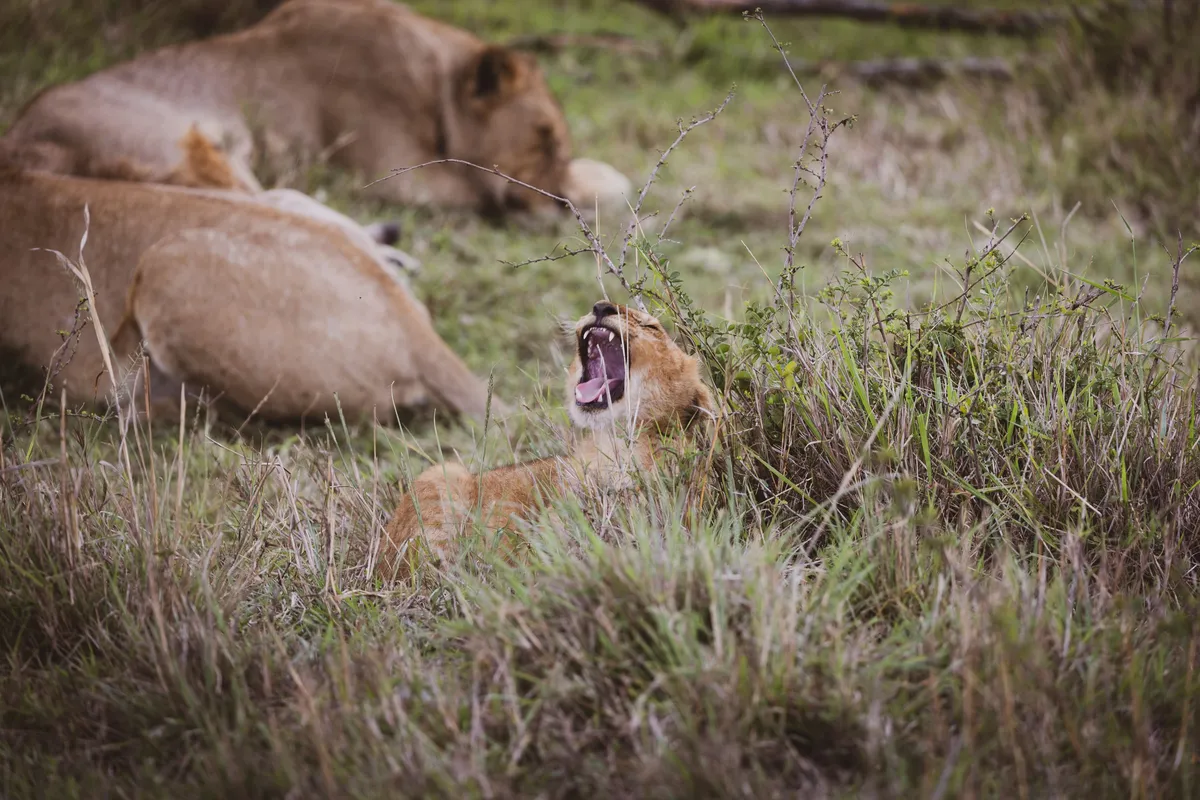 Leao rugindo na savana proxima ao Parque Nacional do Baixo Zambeze