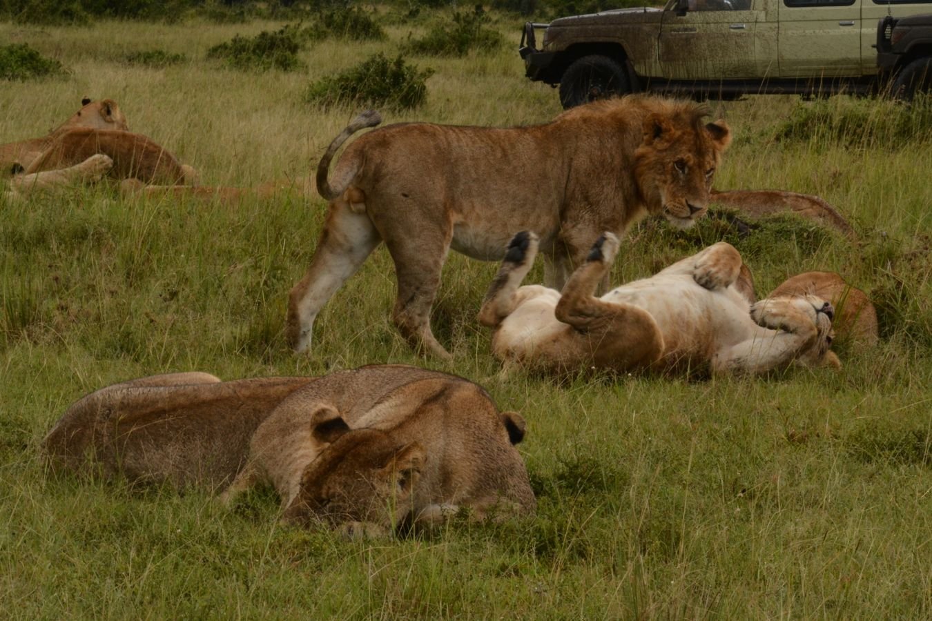 Leões descansando na savana queniana