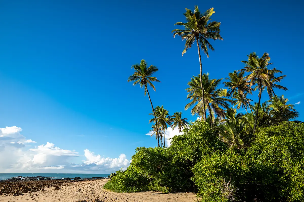Pontal de Maracaipe ao entardecer com coqueiros e encontro do rio com o mar