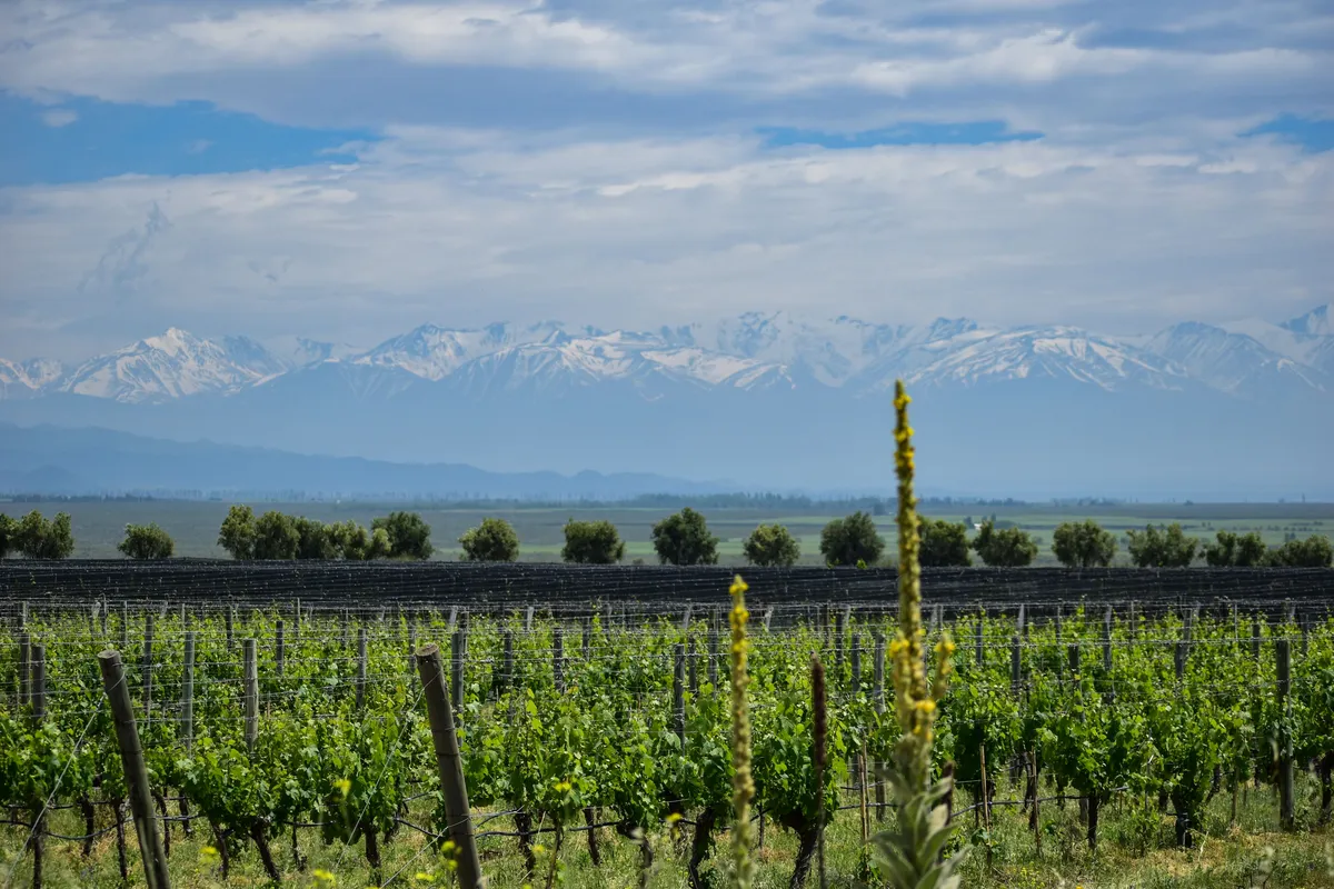 Mendoza in 4 Days: Wine and the Andes Without Driving After the Glass