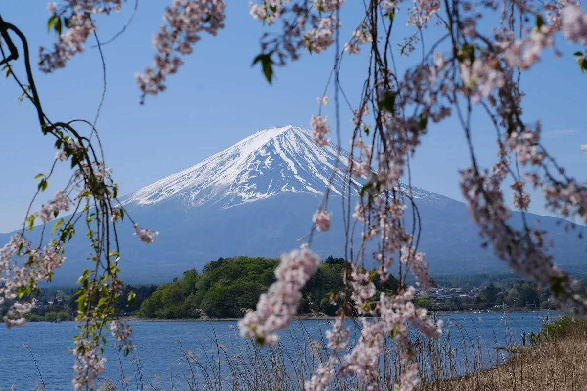 Monte Fuji emoldurado por cerejeiras em flor na primavera japonesa