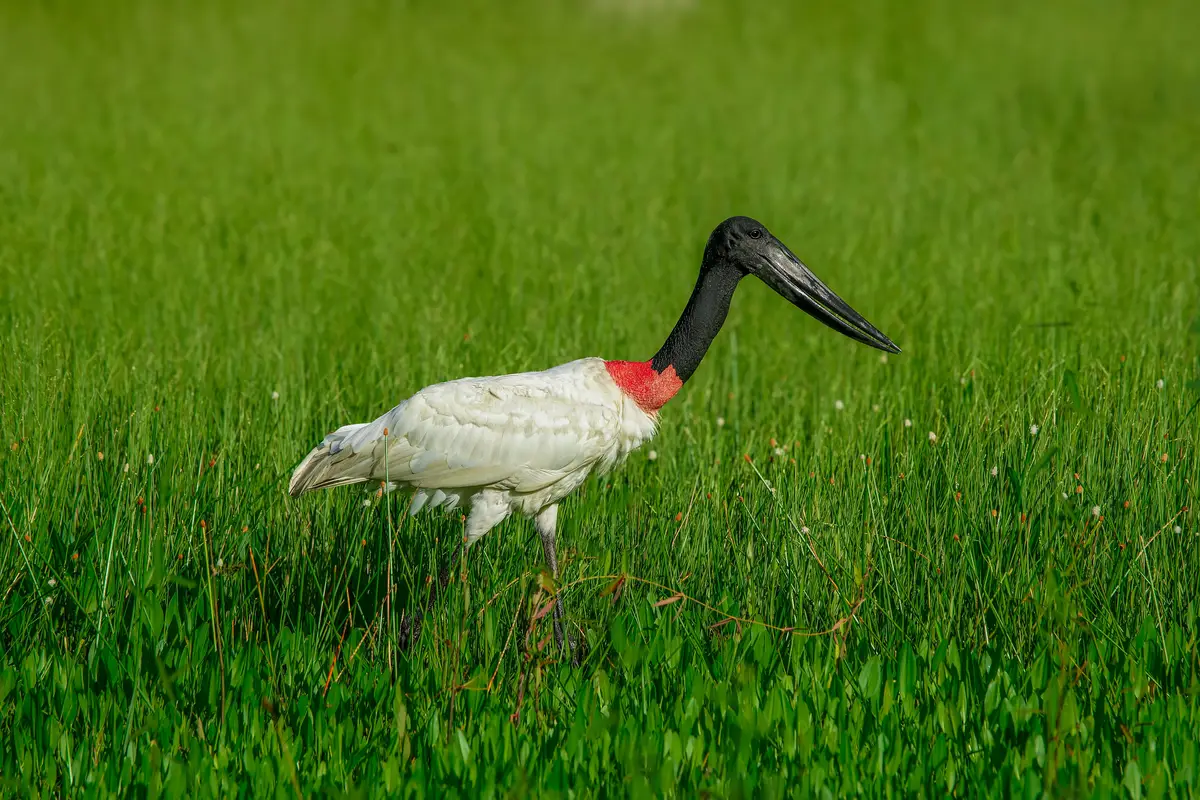 Tuiuiú caminhando em área alagável do Pantanal