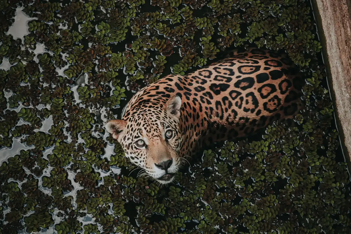 Onça-pintada nadando em rio brasileiro