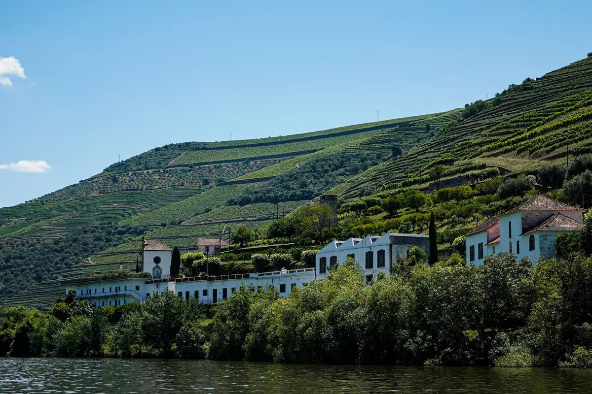 Vinhedos em socalcos no Vale do Douro em Portugal