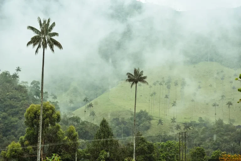 Salento en 3 días: Cocora y café sin perder el jeep