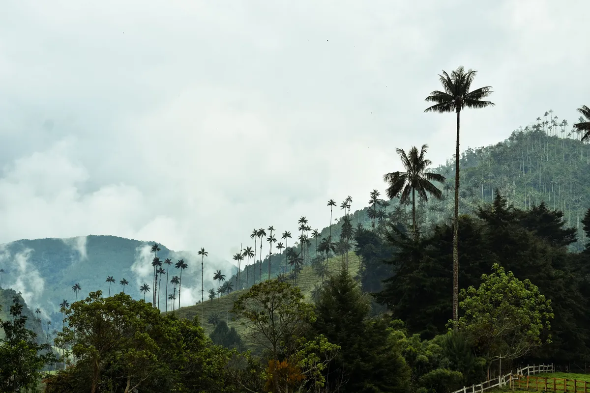 Palmeiras altas do Valle de Cocora em Salento