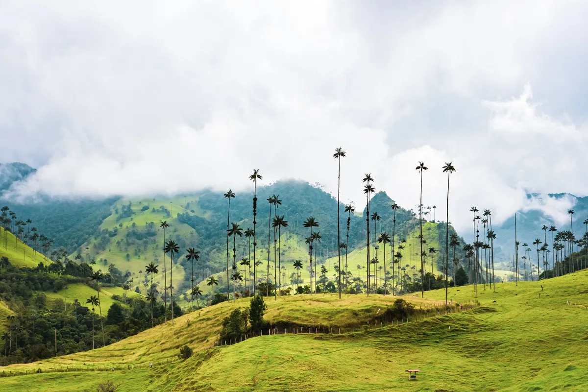 Palmeiras-de-cera sobre as montanhas colombianas