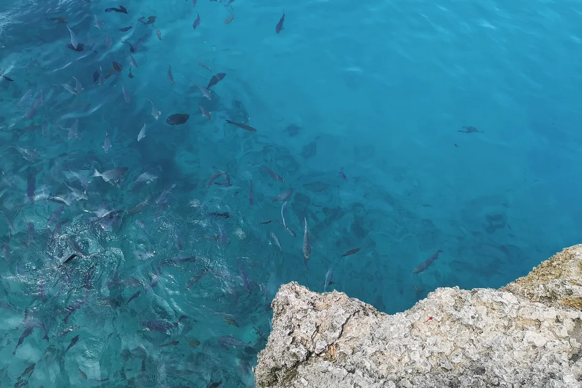 Peixe visto nas águas claras do Caribe
