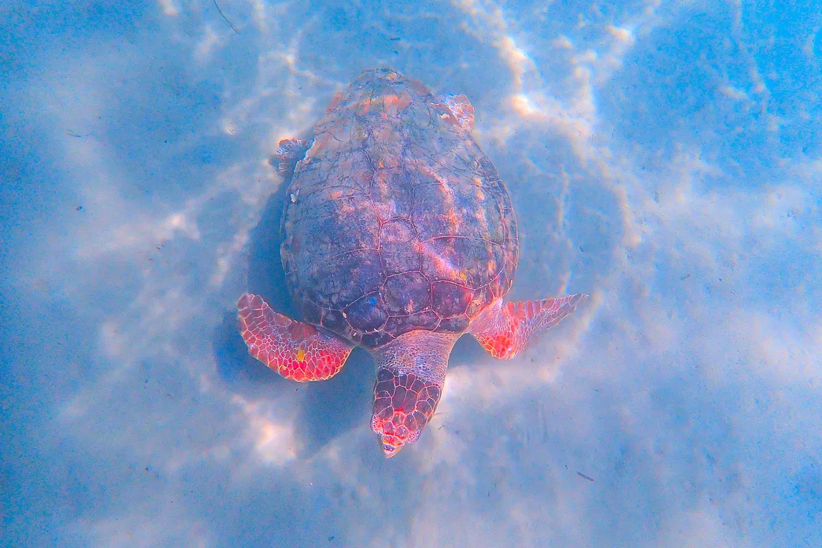 Tartaruga marinha nadando em água cristalina