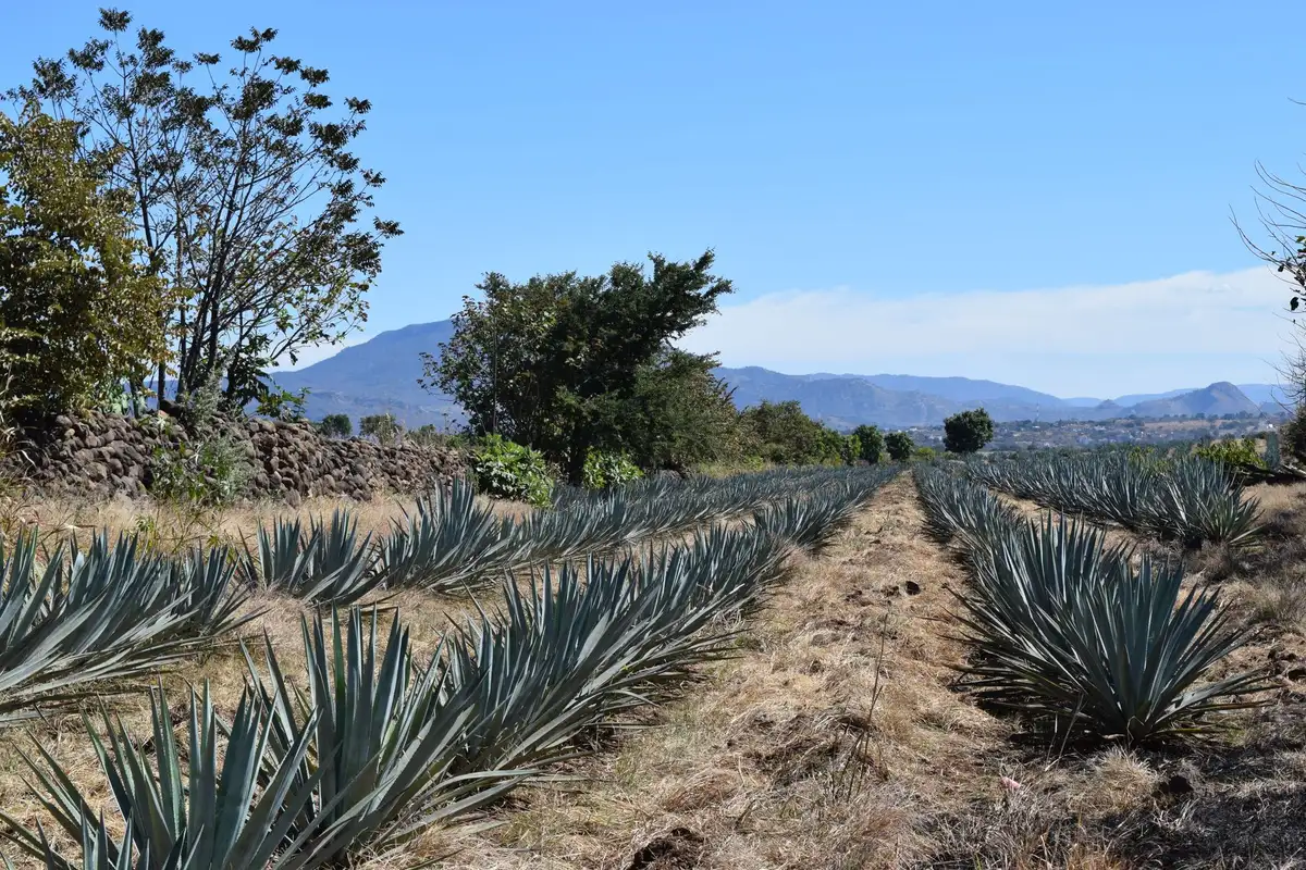 Campo de agave azul na região de Tequila, Jalisco