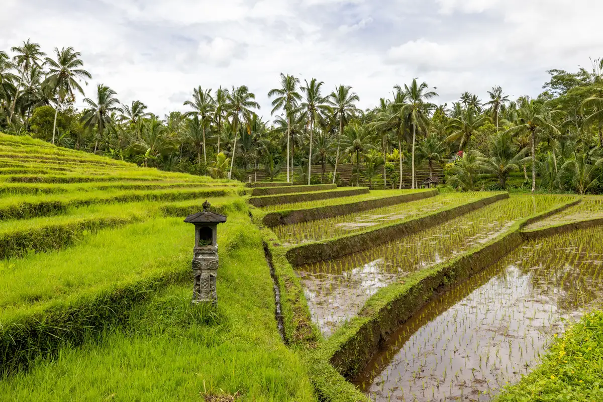 Terraços de arroz verdes em Ubud, no centro de Bali