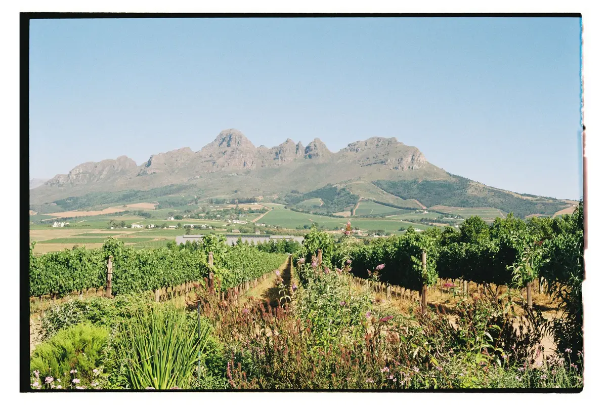Vinhedo com vista para as montanhas em Stellenbosch, perto da Cidade do Cabo