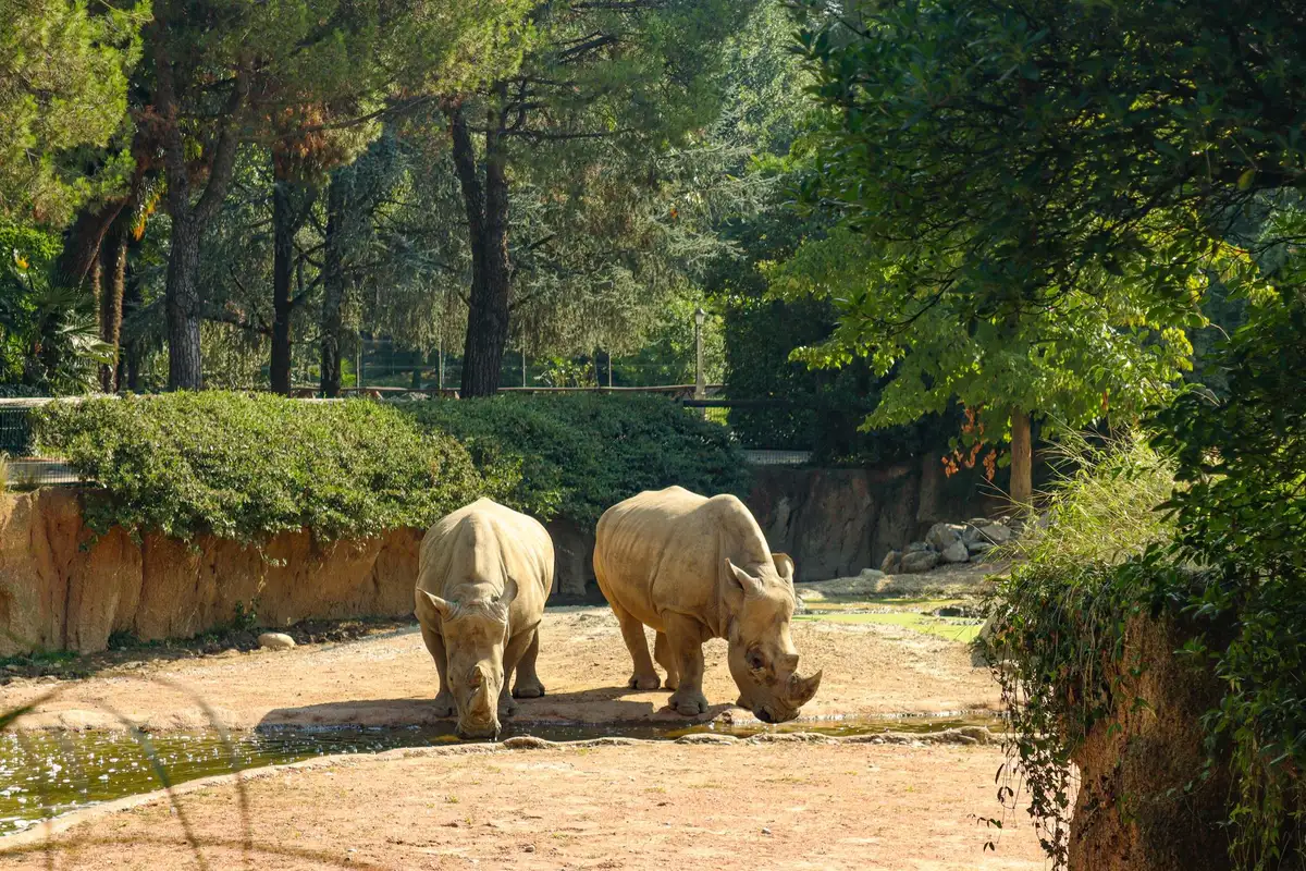 Animais em recinto de zoológico ao ar livre