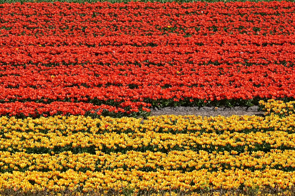 Campo de tulipanes coloridos en flor en Keukenhof o alrededores de Ámsterdam