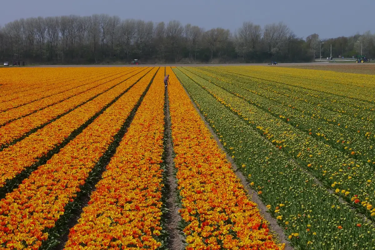 Champ de tulipes colorées en fleurs aux Pays-Bas