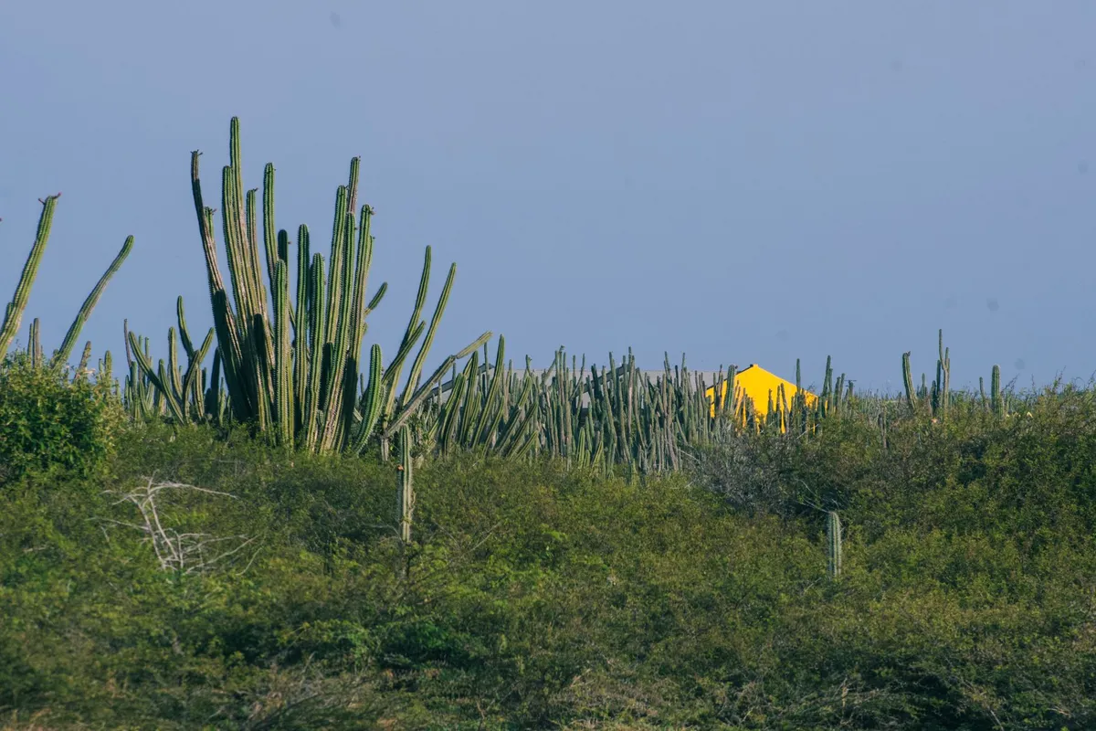 Paisagem árida de Aruba