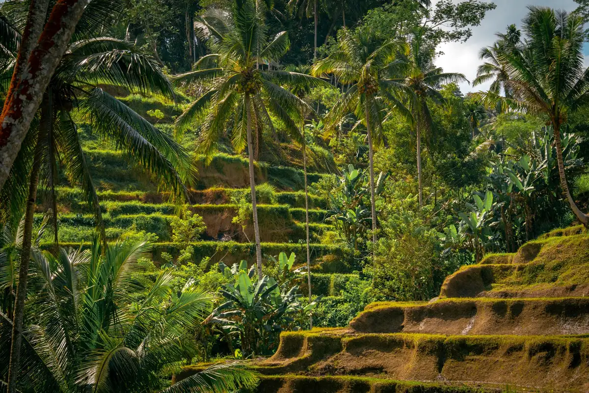 Terraços de arroz em Ubud, Bali, com degraus verdes ao amanhecer