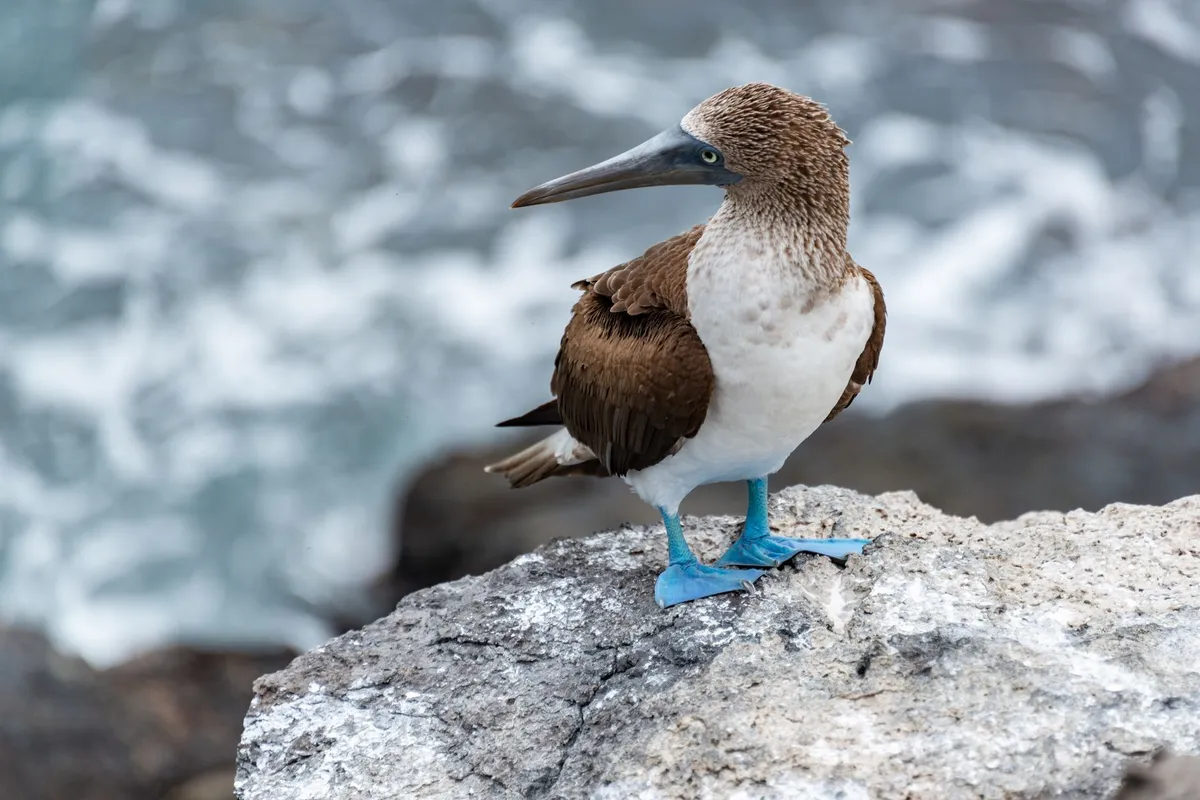 Atobá-de-pés-azuis em Galápagos
