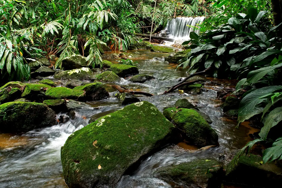 Rio de água transparente na mata em Bonito