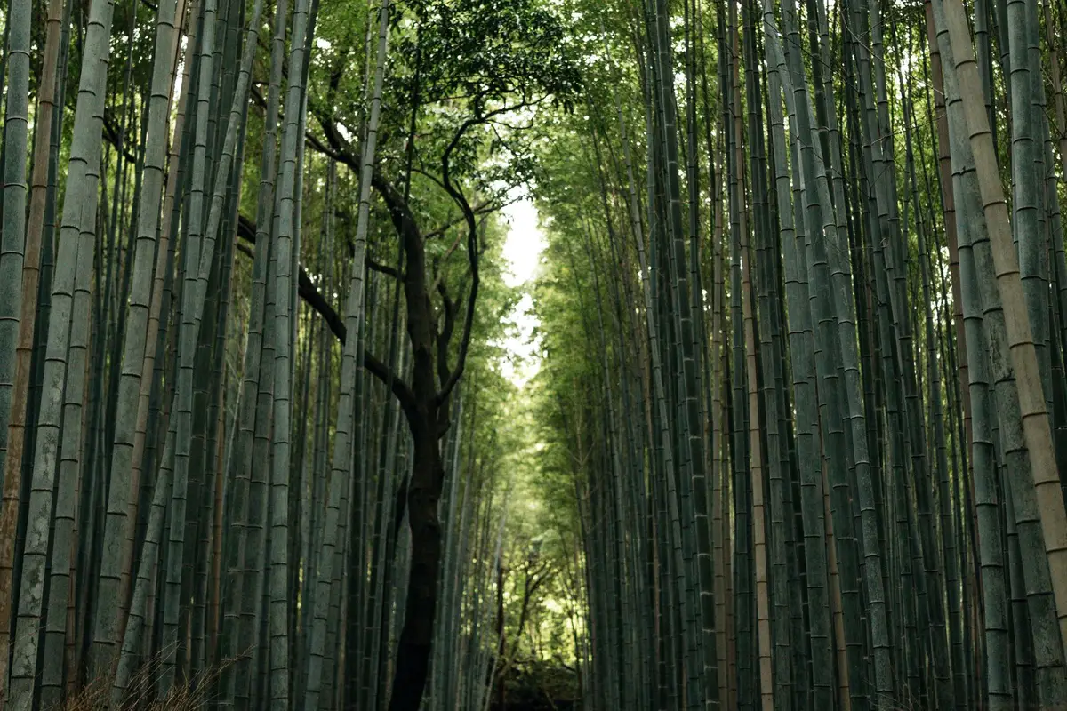 Bosque de Bambu de Arashiyama: horário sem fila (grátis)