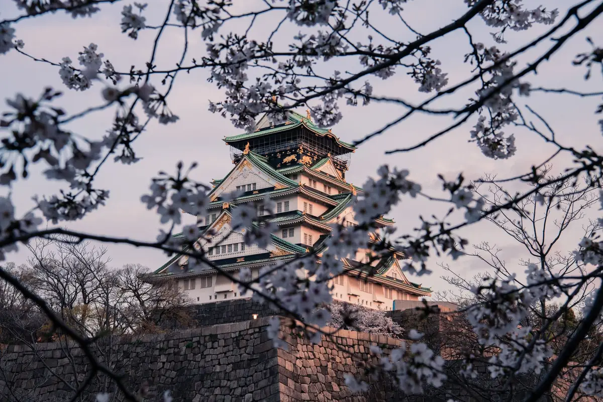 Castelo de Osaka cercado por cerejeiras em flor na primavera