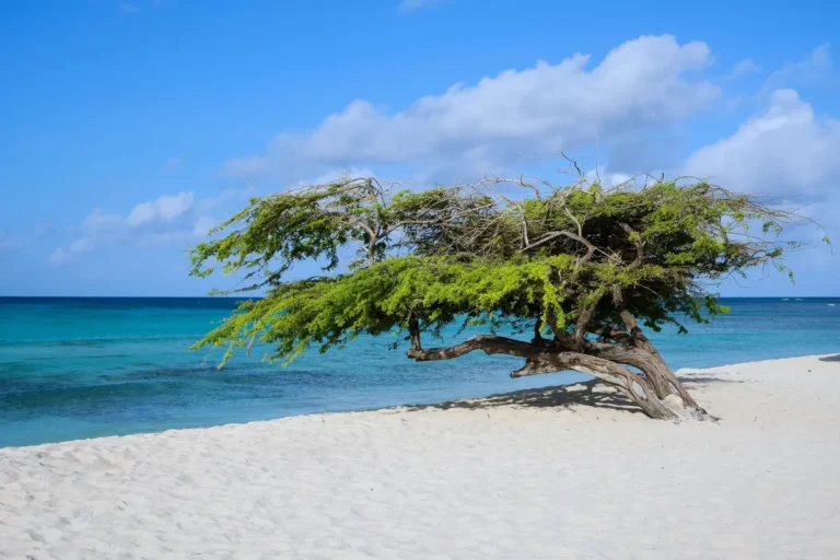 Eagle Beach, Aruba: como aproveitar a praia