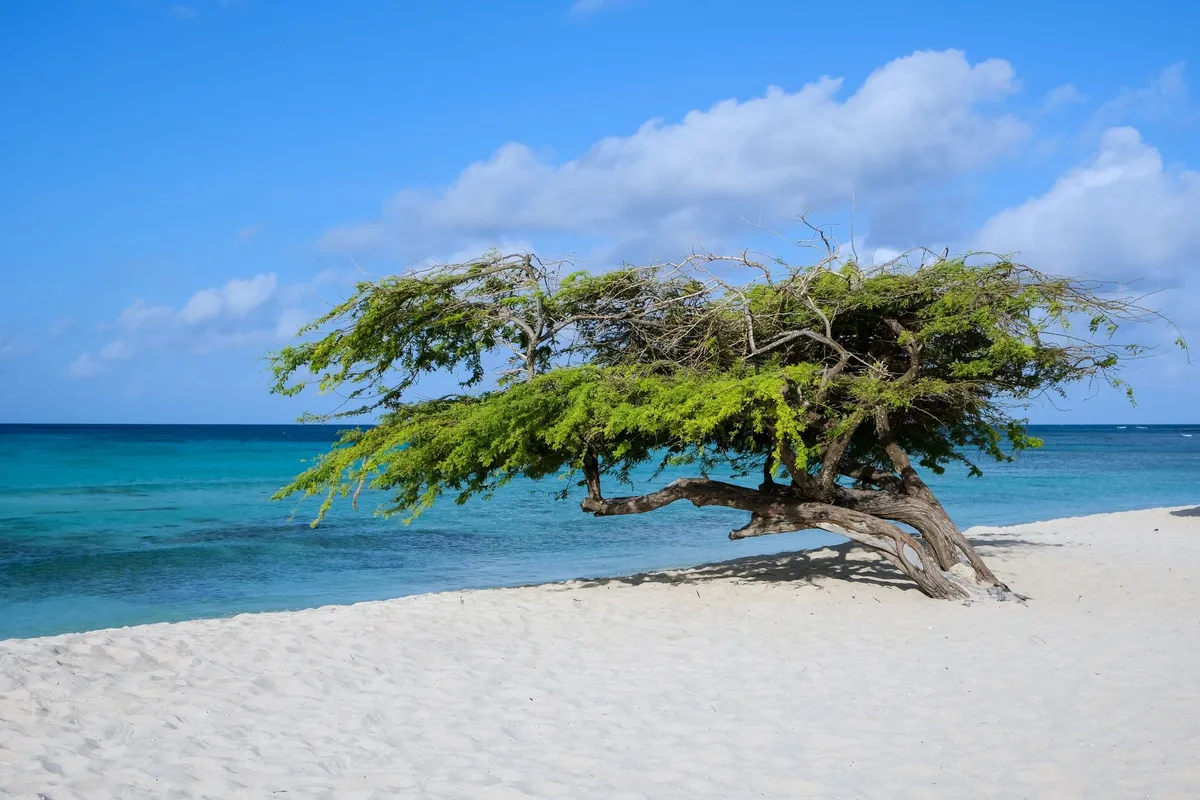 Árvore divi-divi na areia clara de Eagle Beach, em Aruba